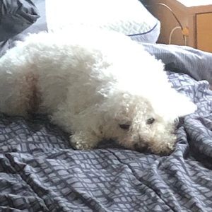 Meet your Posher, Lucas